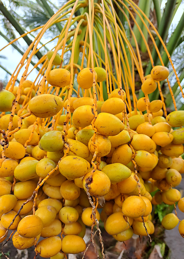 Phoenix dactylifera