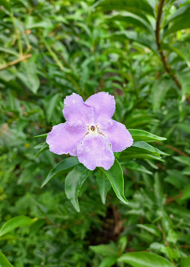Brunfelsia pauciflora