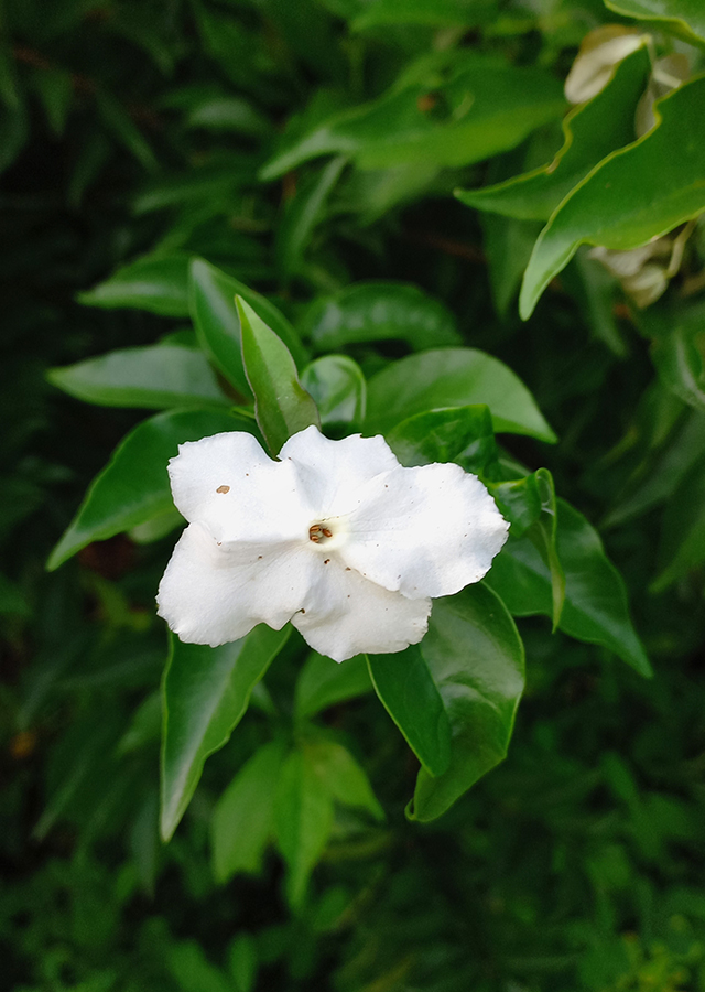 Brunfelsia pauciflora