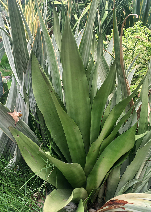 Agave pedunculifera