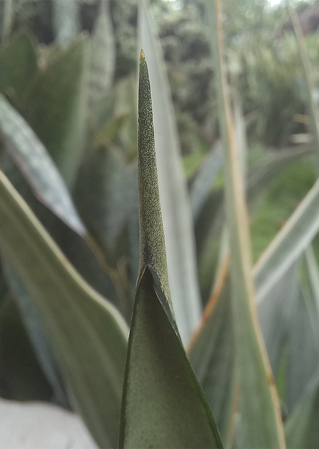 Agave pedunculifera