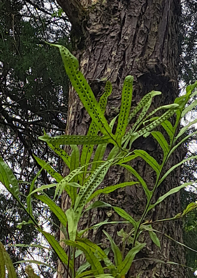 Phymatosorus scolopendria