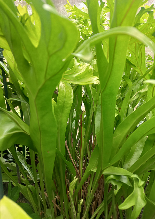 Microsorum punctatum