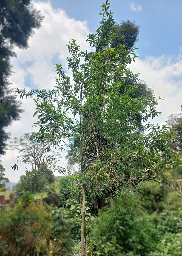 Litsea cubeba