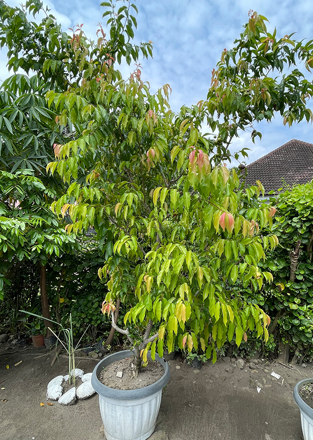 Flacourtia jangomas
