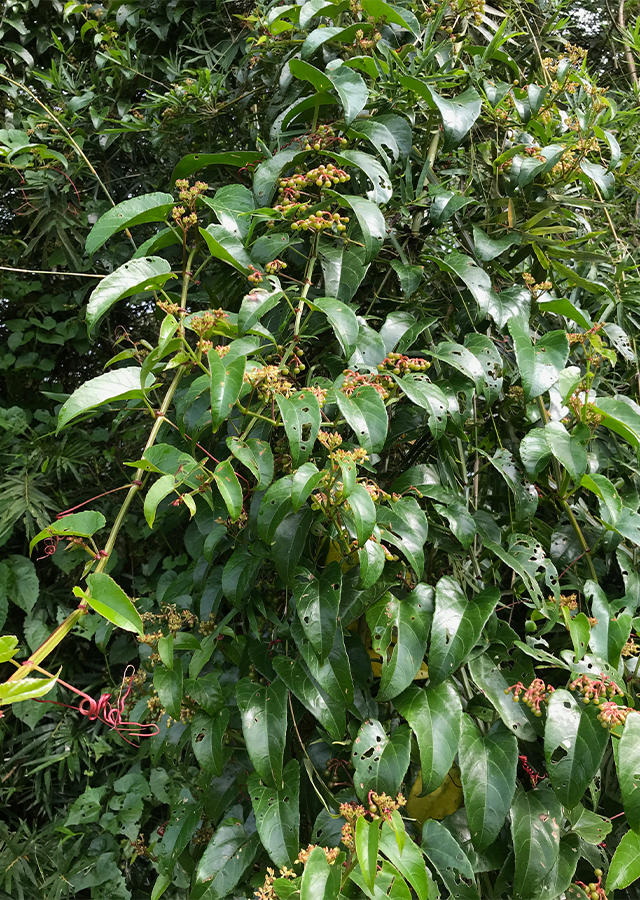 Cissus repens