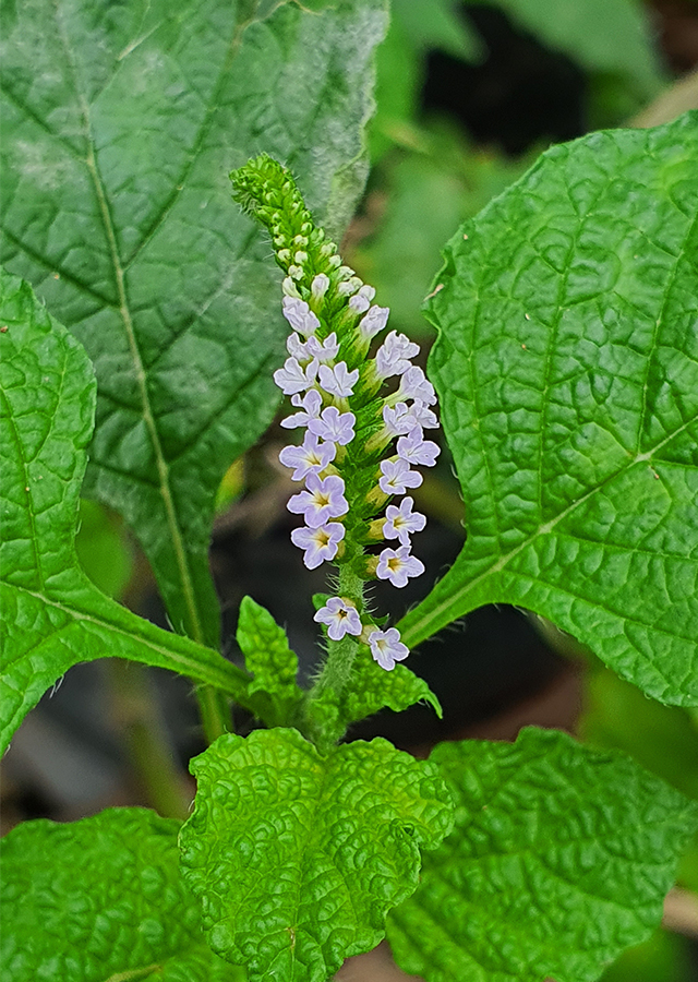 Heliotropium indicum