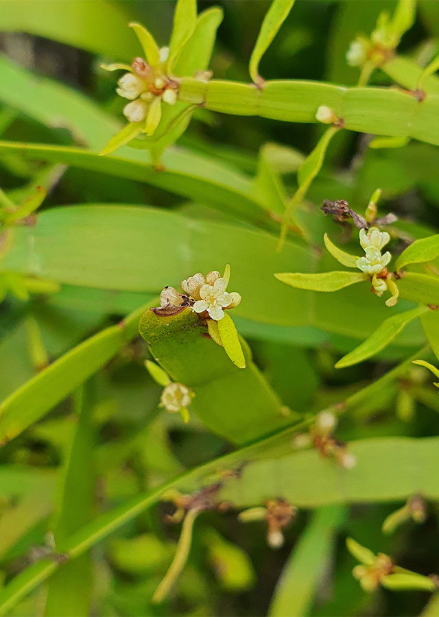 Muehlenbeckia platyclada