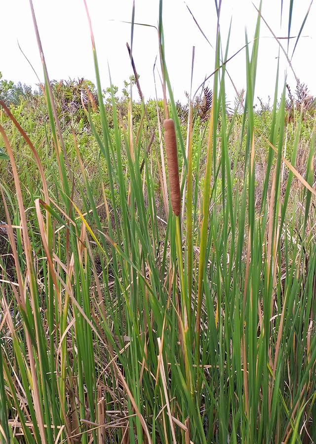 Typha angustifolia