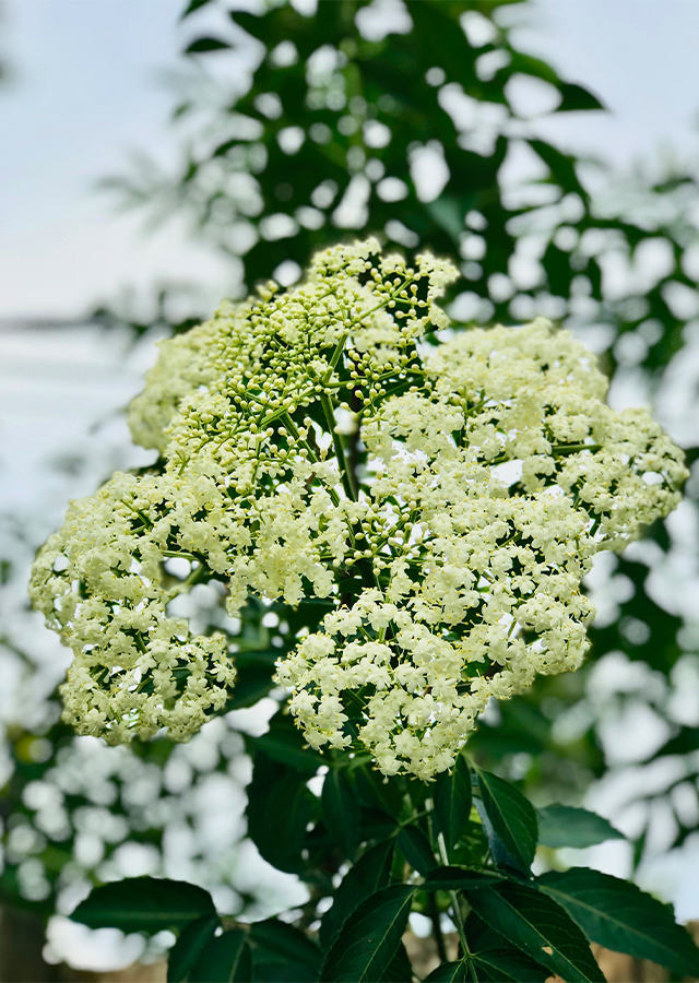 Sambucus javanica