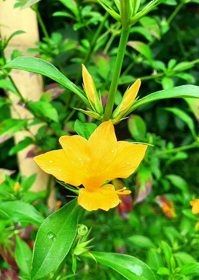 Barleria prionitis