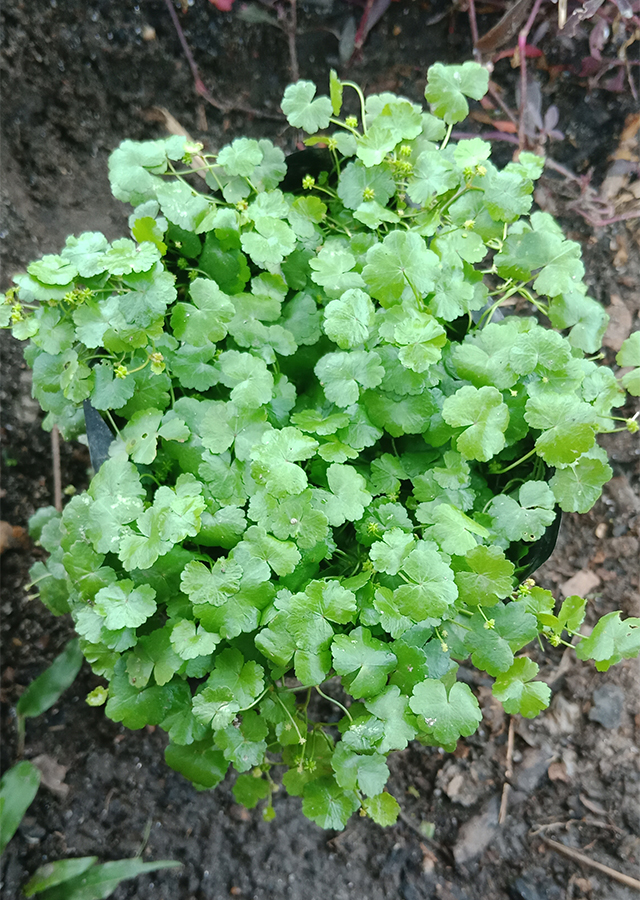 Hydrocotyle sibthorpioides
