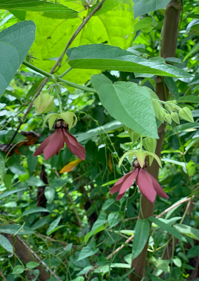 Abroma augustum