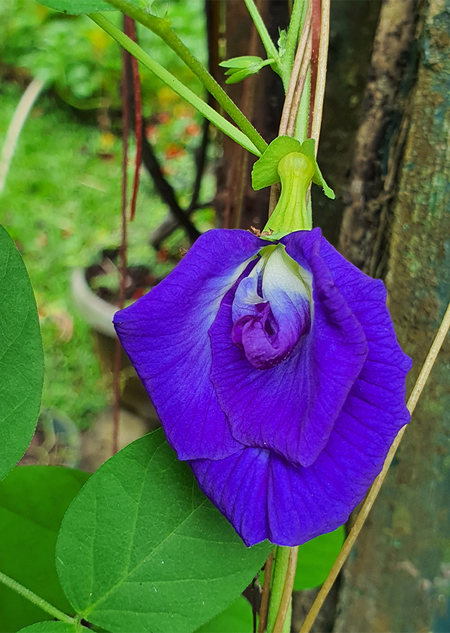Clitoria ternatea