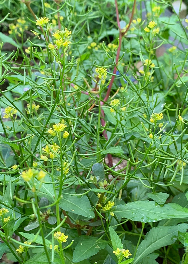 Rorippa indica