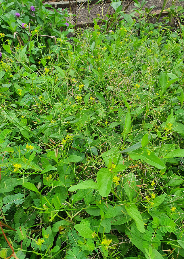 Rorippa indica