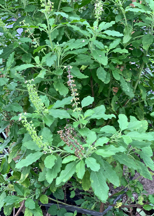 Ocimum tenuiflorium