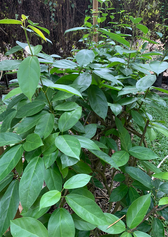 Premna trichostoma