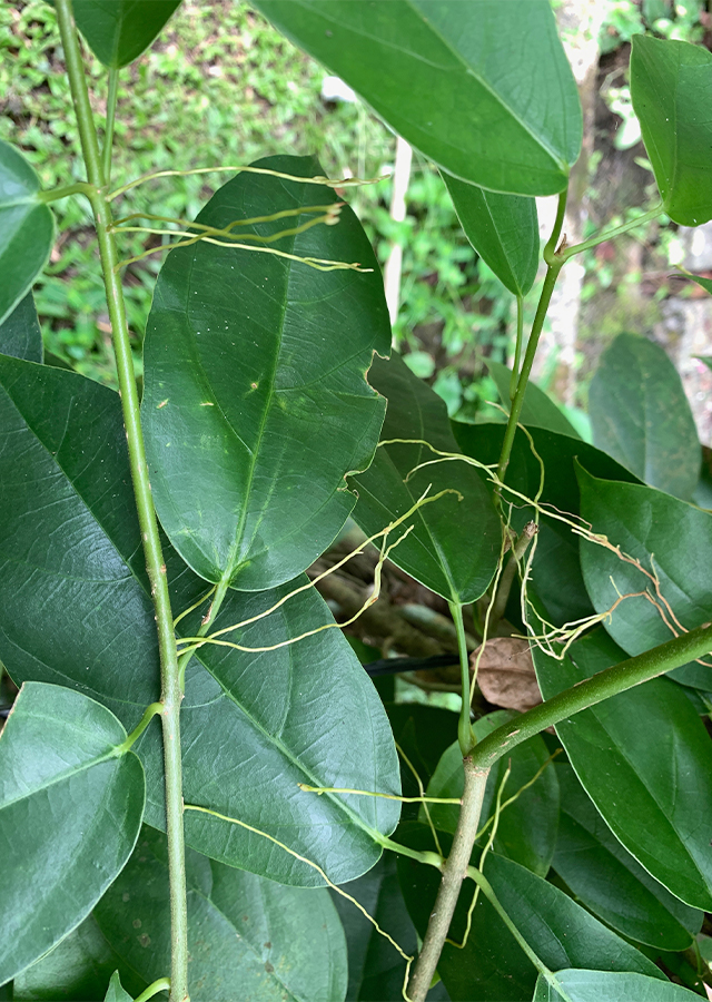 Premna trichostoma