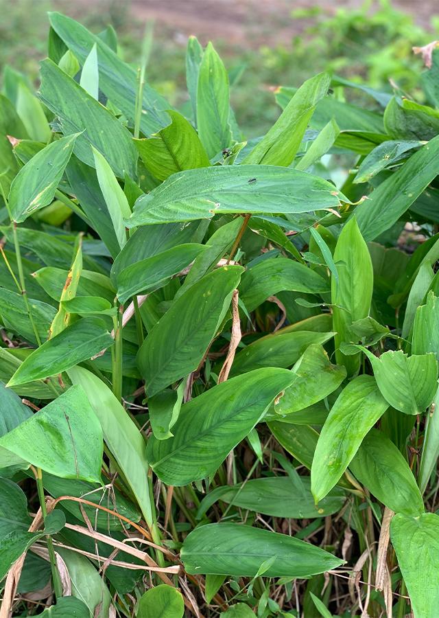 Marantaceae Leaf identification