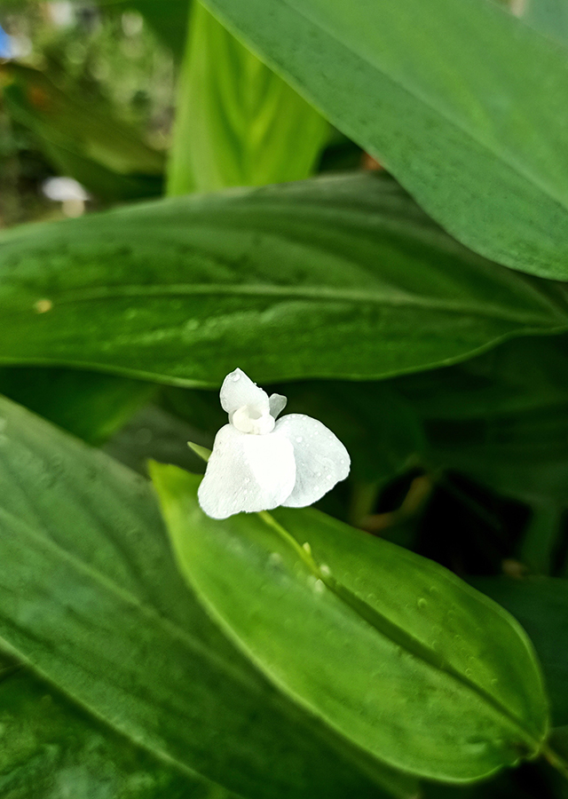Marantaceae Leaf identification