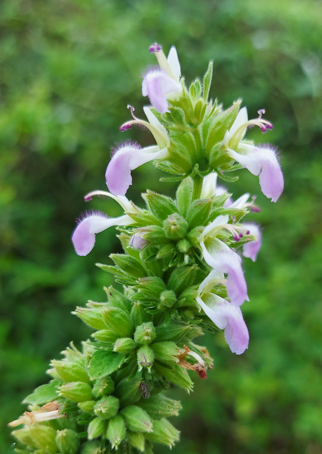 Anisomeles indica