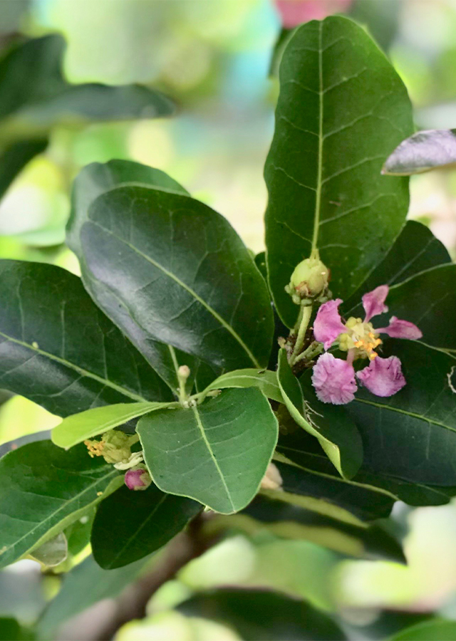 Malpighia emarginata