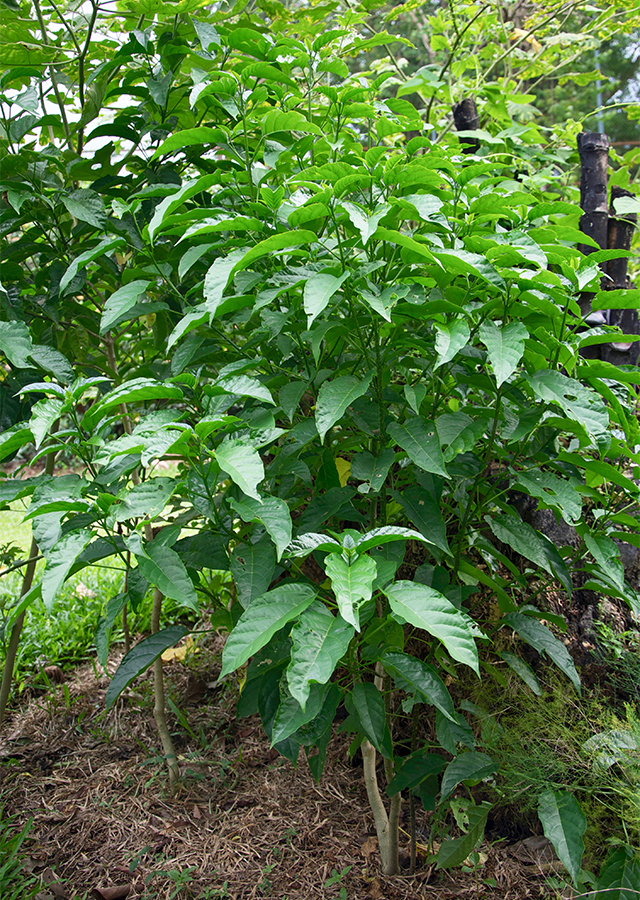 Clerodendrum minahassae