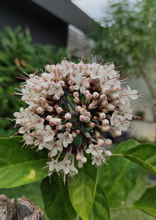 Clerodendrum minahassae