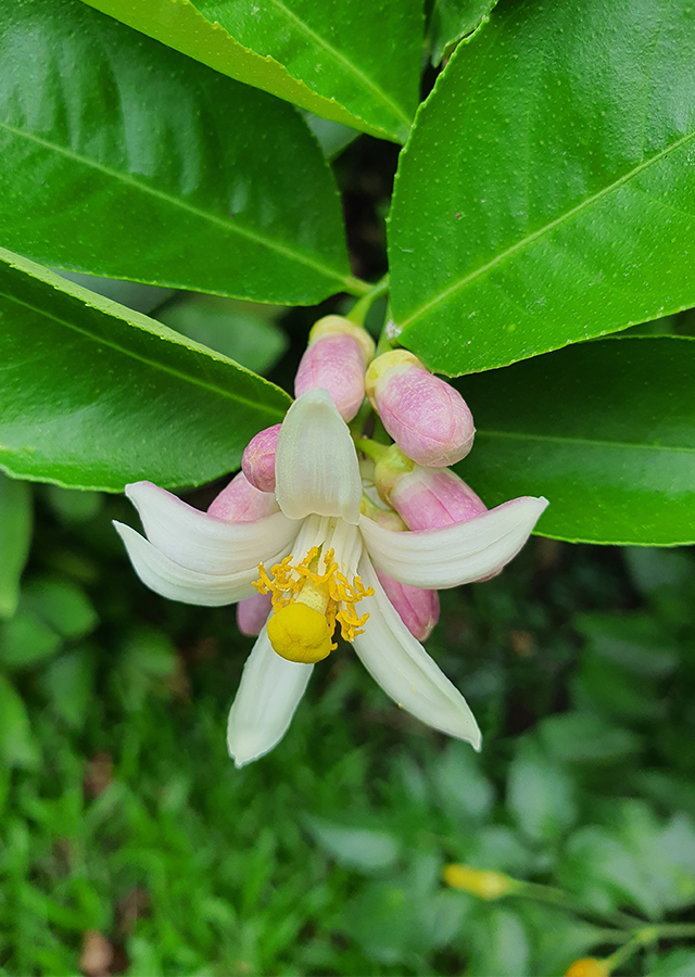 Citrus medica
