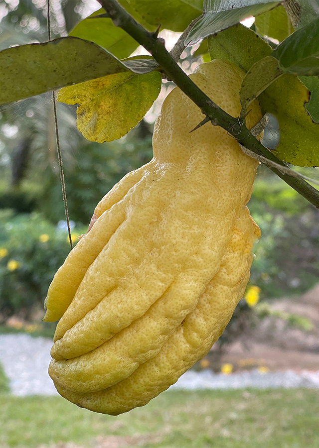 Citrus medica