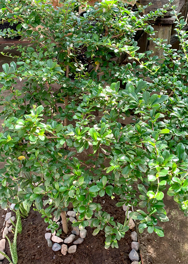 Ehretia microphylla