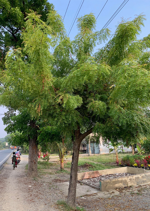 Azadirachta indica