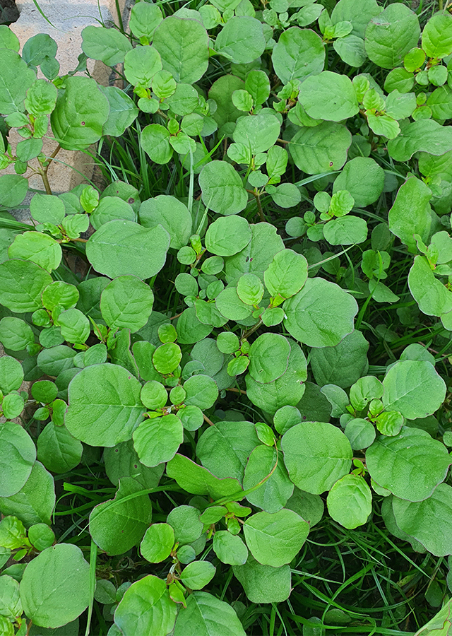 Trianthema portulacastrum