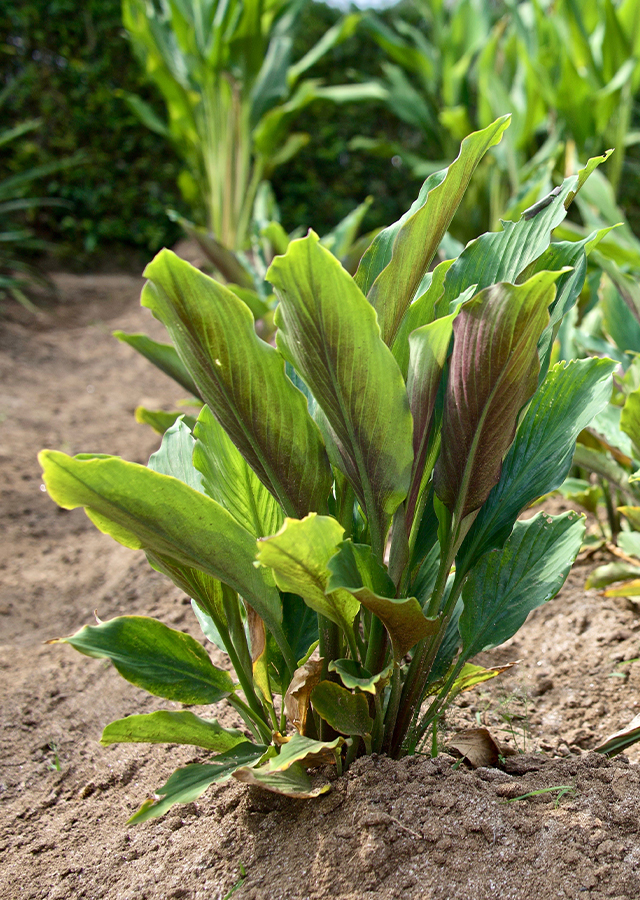 Round root. Кампферия бабочка Однодневка растение. КЕМФЕРИЯ что за растение.