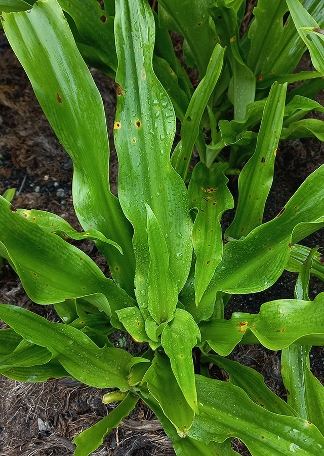 Crinum jagus