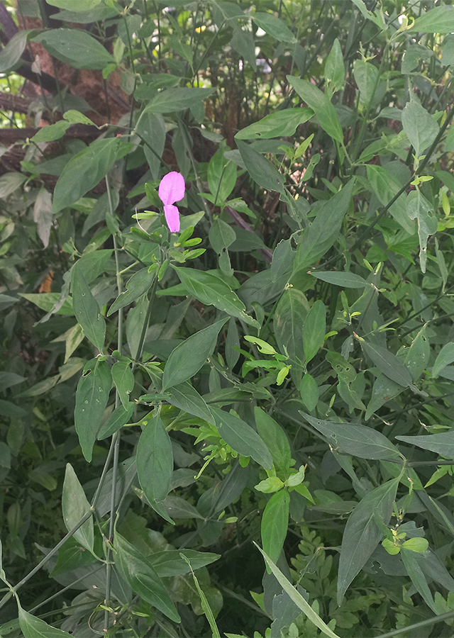 Dicliptera tinctoria
