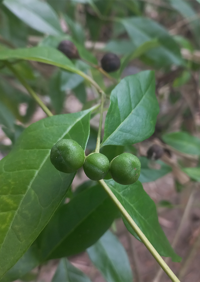 Volkameria inermis