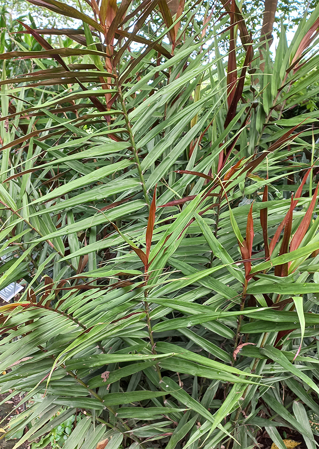 Alpinia luteocarpa