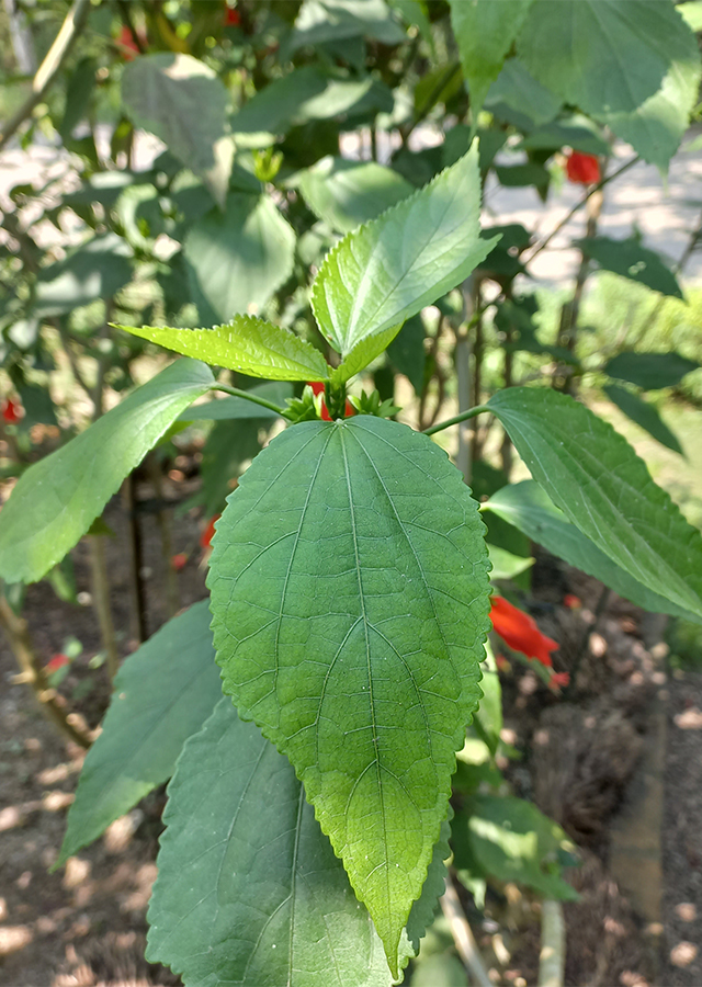 Malvaviscus arboreus