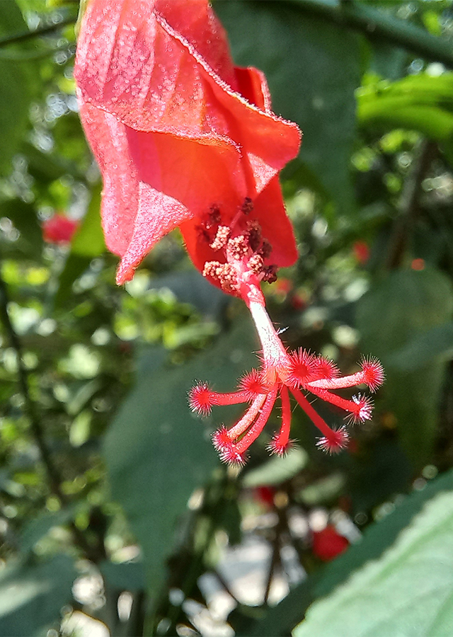 Malvaviscus arboreus