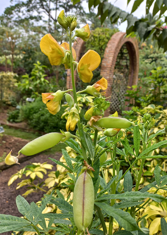 Crotalaria quinquefolia