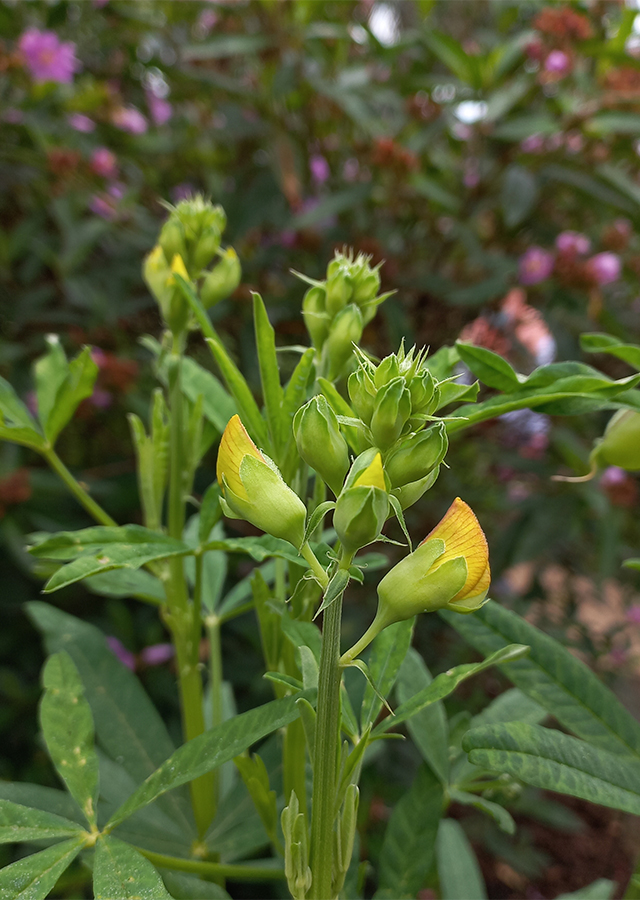 Crotalaria quinquefolia