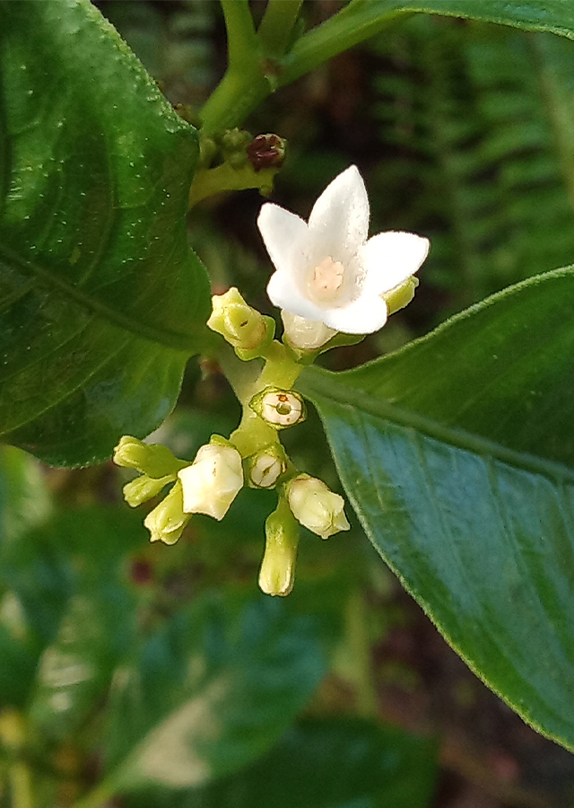 Ophiorrhiza mungos