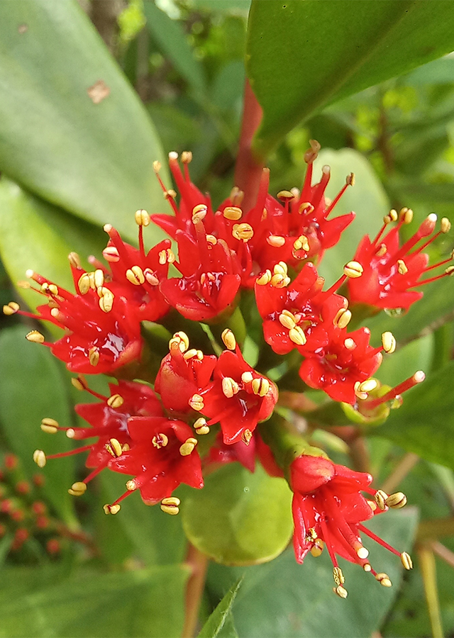Lumnitzera littorea