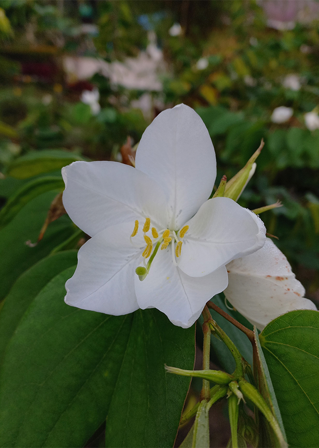 Bauhinia acuminata