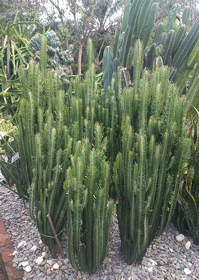 What Plant Grows In Full Sun What Plant Grows In Full Sun