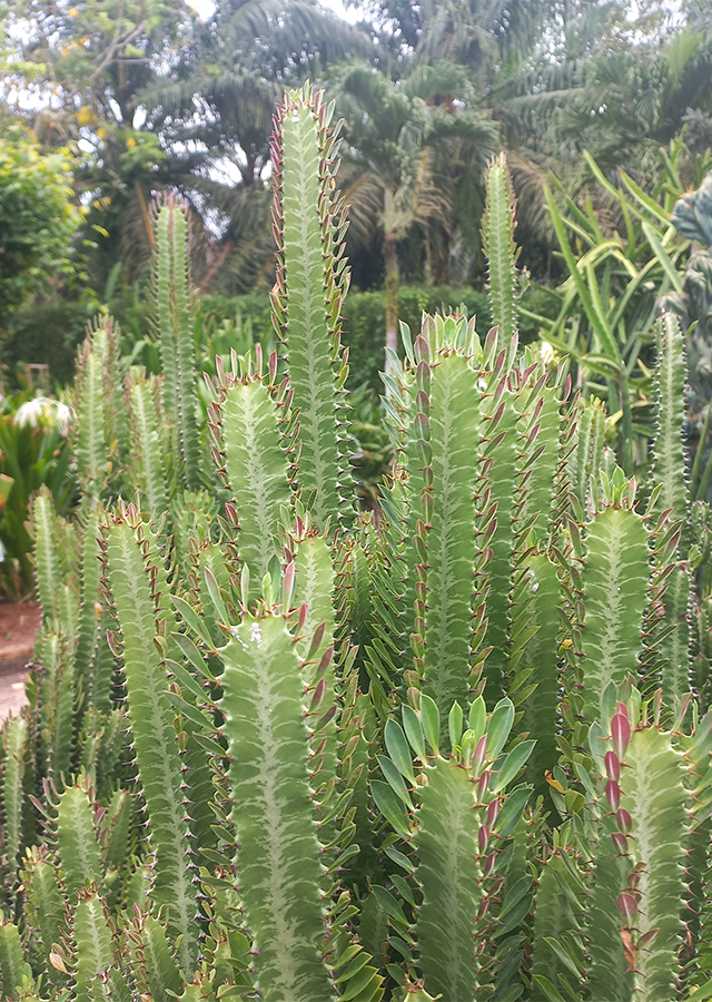 Euphorbia trigona