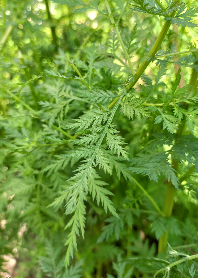 Artemisia annua