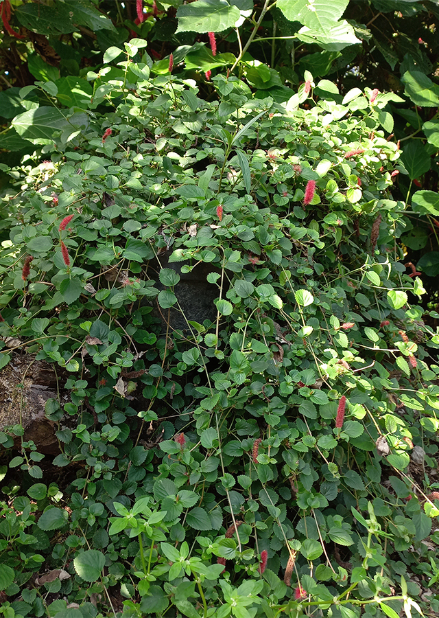Acalypha chamaedrifolia